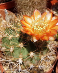 Acanthocalycium ferrarii