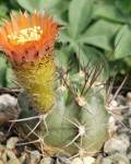 Acanthocalycium hoevenii