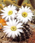 Acanthocalycium klimpelianum