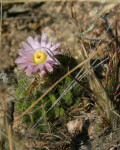 Acanthocalycium spiniflorum