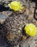 Acanthocalycium thionanthum