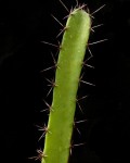 Acanthocereus Colombianus