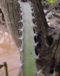 Acanthocereus Occidentalis