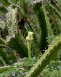 Acanthocereus tetragonus