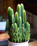 Acanthocereus tetragonus 'Fairy Castle'