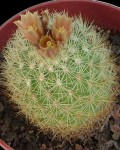 Acharagma Roseana