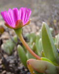 Acrodon purpureostylus
