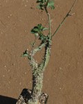 Adenia Aculeata