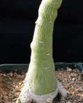 Adenia Fruticosa