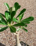 Adenium Obesum