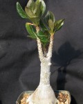 Adenium Socotranum