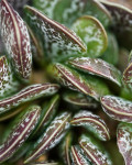 Adromischus