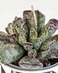 Adromischus cooperi