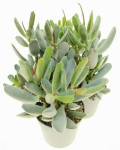 Adromischus halesowensis