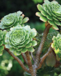 Aeonium