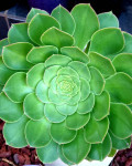 Aeonium aizoon