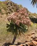 Aeonium appendiculatum