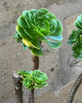 Aeonium arboreum