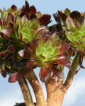 Aeonium arboreum 'Atropurpureum Cristatum'