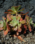 Aeonium gorgoneum