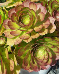 Aeonium 'Madeira Rose'