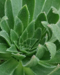 Aeonium simsii