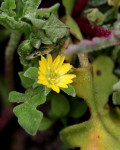 Aethephyllum
