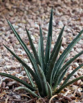 Agave aktites