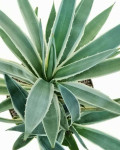 Agave angustifolia 'Marginata'