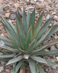 Agave arizonica