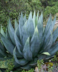 Agave atrovirens