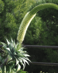 Agave attenuata