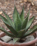 Agave avellanidens