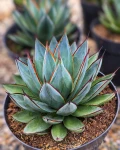 Agave 'Blue Glow'