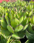 Agave bovicornuta