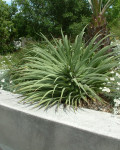 Agave bracteosa