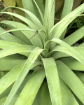 Agave bracteosa 'Calamar'