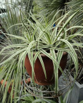 Agave bracteosa 'Monterrey Frost'