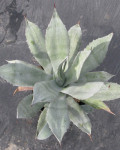 Agave calodonta