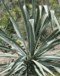 Agave cantala