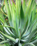 Agave capensis