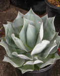 Agave celsii 'Nova'
