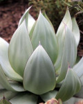 Agave celsii var. albicans
