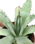 Agave cerulata