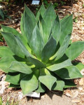 Agave chiapensis