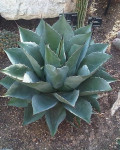 Agave colorata