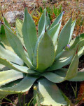 Agave congesta