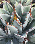 Agave potatorum 'Cubic'