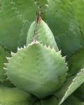 Agave cupreata