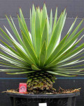 Agave dasylirioides